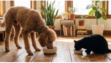 Cibi Vietati a Cani e Gatti: Guida Completa agli Alimenti Tossici