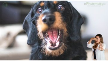 Alito cattivo nel cane: cosa significa e come risolverlo in modo sicuro