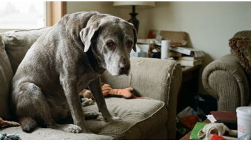 La Dieta Anti-Aging per Cani: come proteggere il cervello e le articolazioni del tuo cane senior