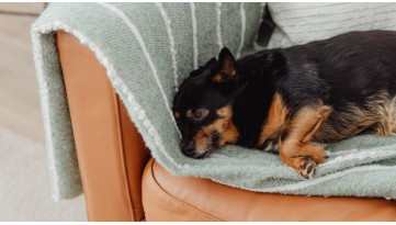 Diarrea del cane: rimedi casalinghi che funzionano davvero (e quelli pericolosi)