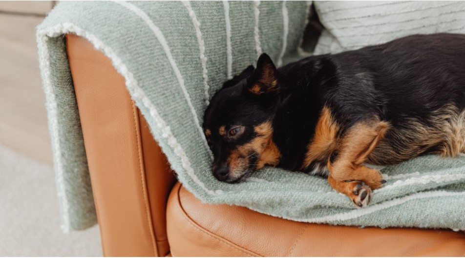 Diarrea del cane: rimedi casalinghi che funzionano davvero (e quelli pericolosi)