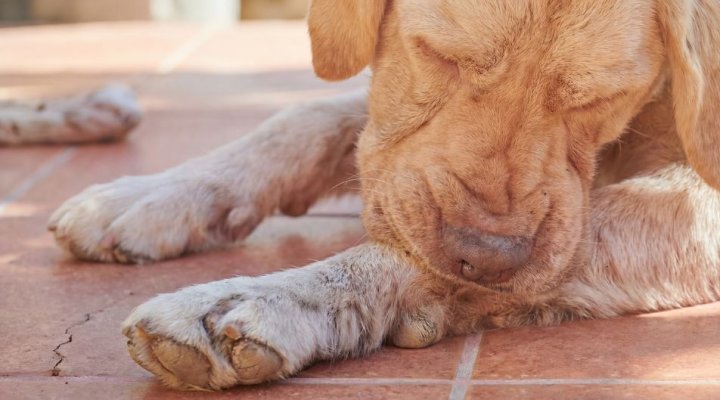Il cane si lecca le zampe in continuazione: non è solo prurito