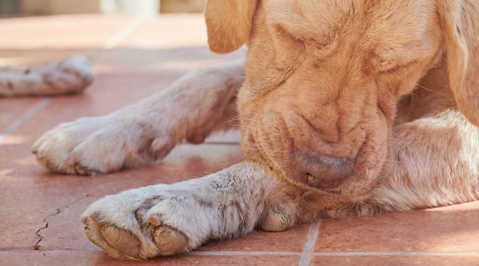 Il cane si lecca le zampe in continuazione: non è solo prurito