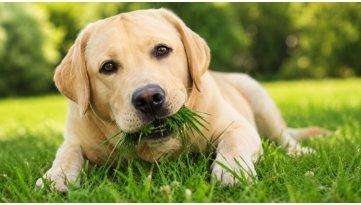 Il cane mangia erba: cosa sta cercando di dirti davvero?