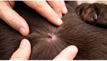 Zecche nel cane: dove si attaccano e come toglierle senza fare errori