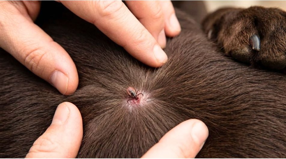 Zecche nel cane: dove si attaccano e come toglierle senza fare errori