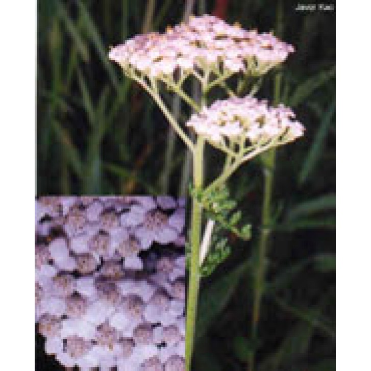 TSA ACHILLEA MILLEFOGLIE 50 ML