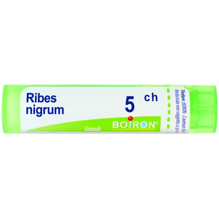 RIBES NIGRUM 5CH GR