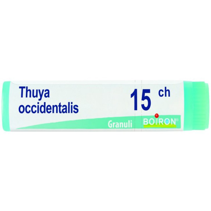 THUYA OCCIDENT 15CH GL