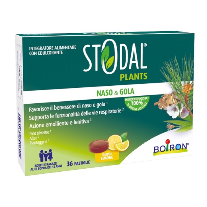 STODAL PLANTS LIMONE 36PAST