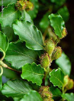 MSA FAGUS SYLVATICA 50ML - Immagine 2