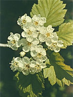 Herboplanet Tsa Crataegus Oxycanthia 50 Ml - Immagine 5