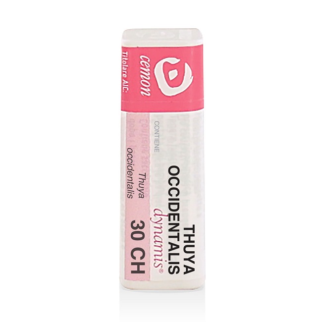 THUYA OCCIDENT 30CH GL - Immagine 6