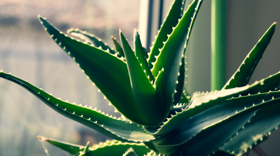 Il potere dell’aloe vera: benefici e usi estivi