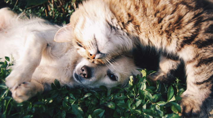 Pulci e zecche: come proteggere i nostri amici animali