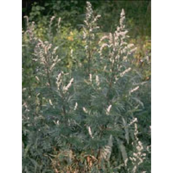 TSA ARTEMISIA VULGARIS 50ML