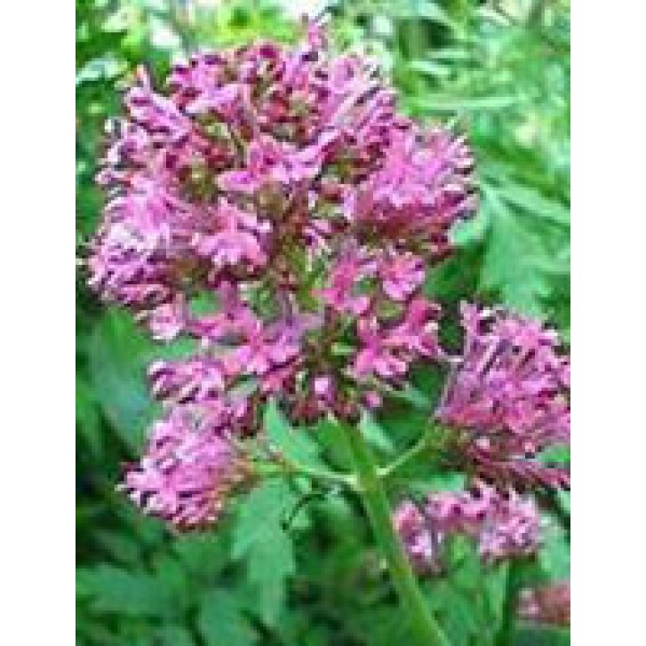 TSA VALERIANA OFFICINALIS 50ML